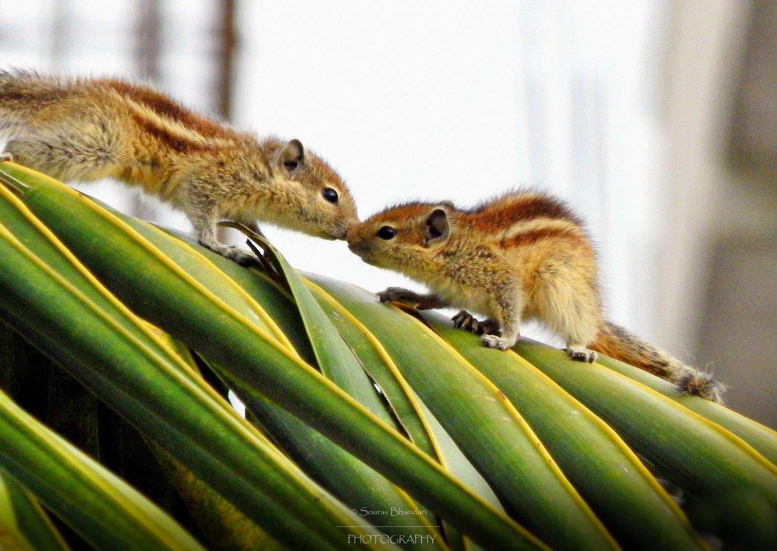 squirell