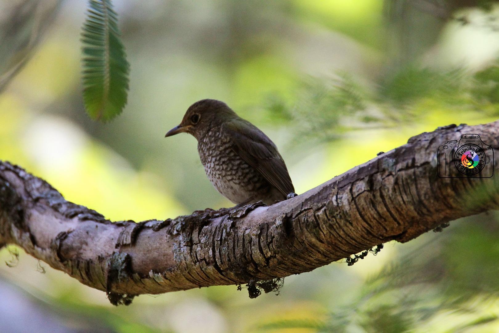 Blue Capped Rock Thrush