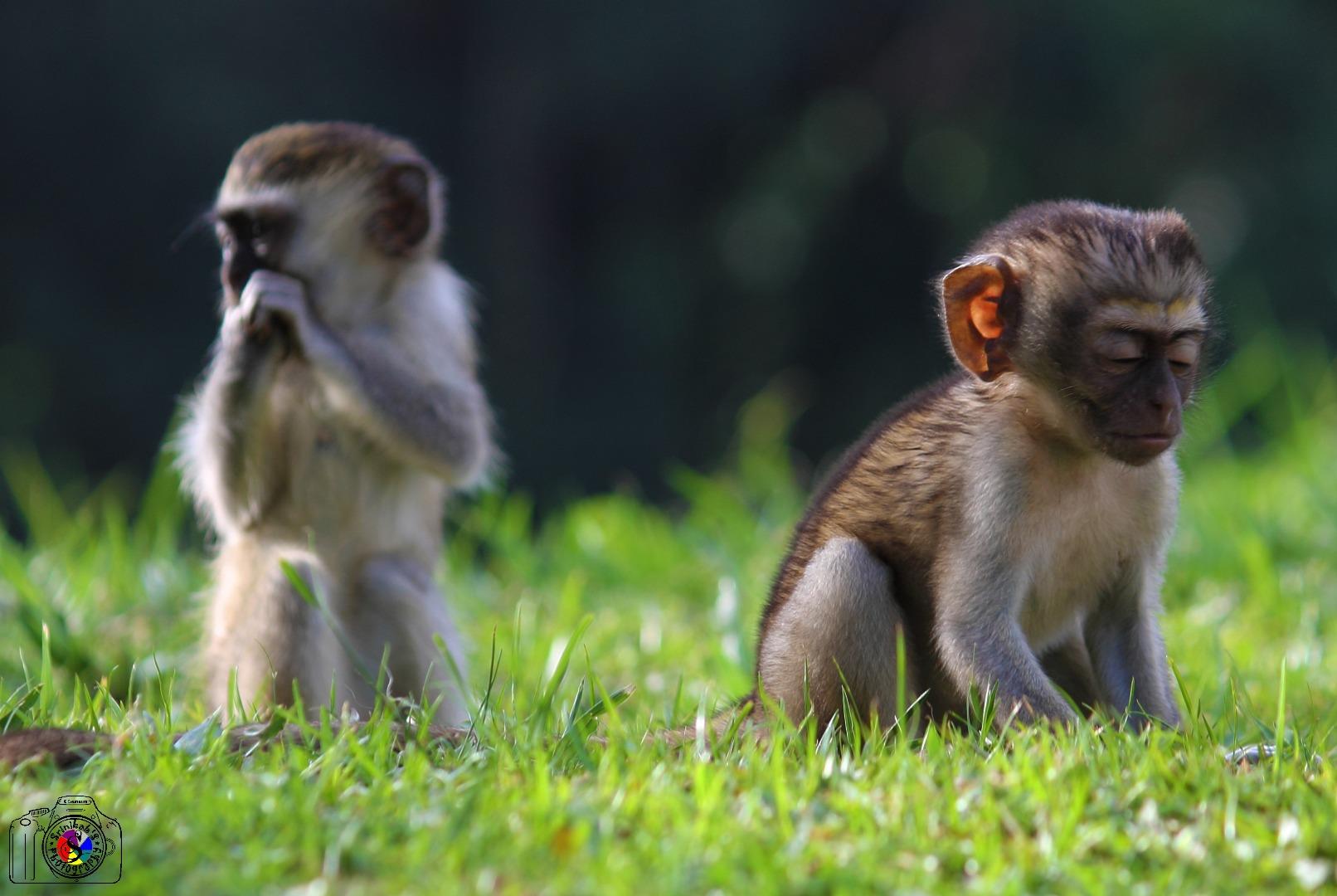 Vervet monkeys Juvenile