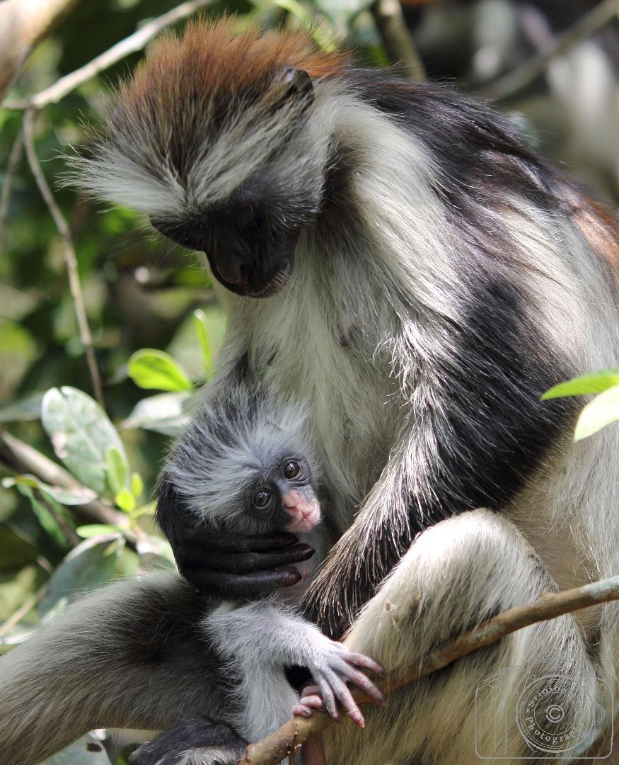 Red Colobus Monkey