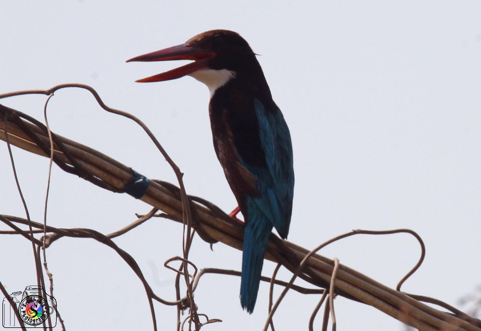 White Throated Kingfisher