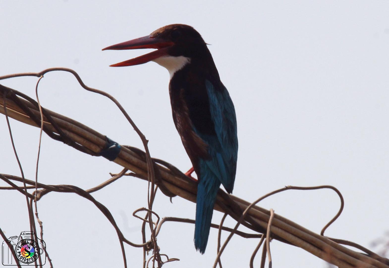 White Throated Kingfisher