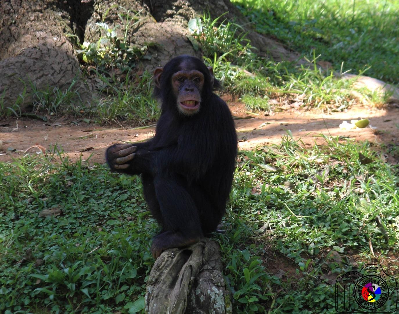 Chimpanzee