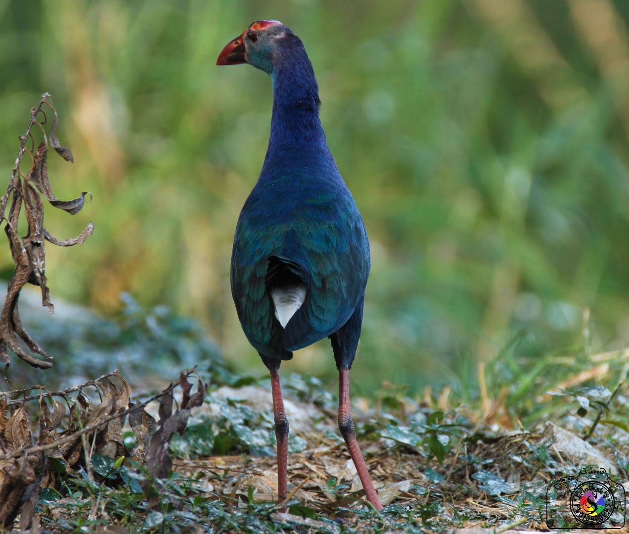 Purple Moorhen