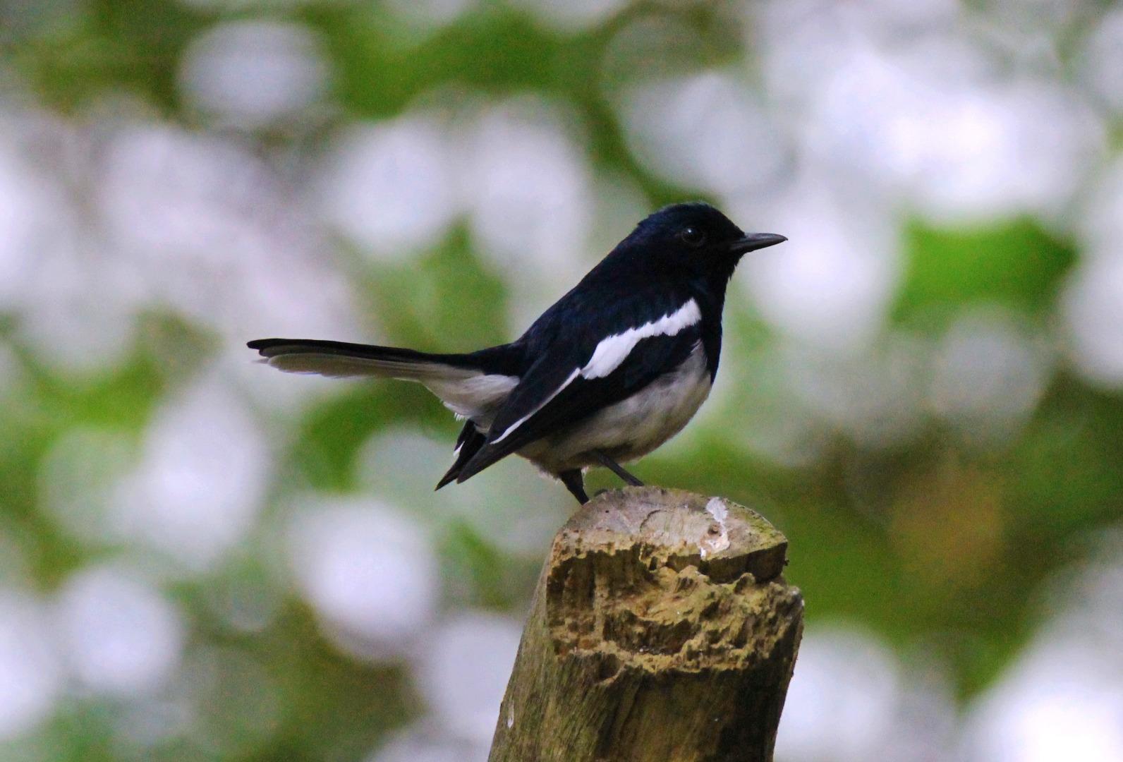 Oriental Magpie Robin