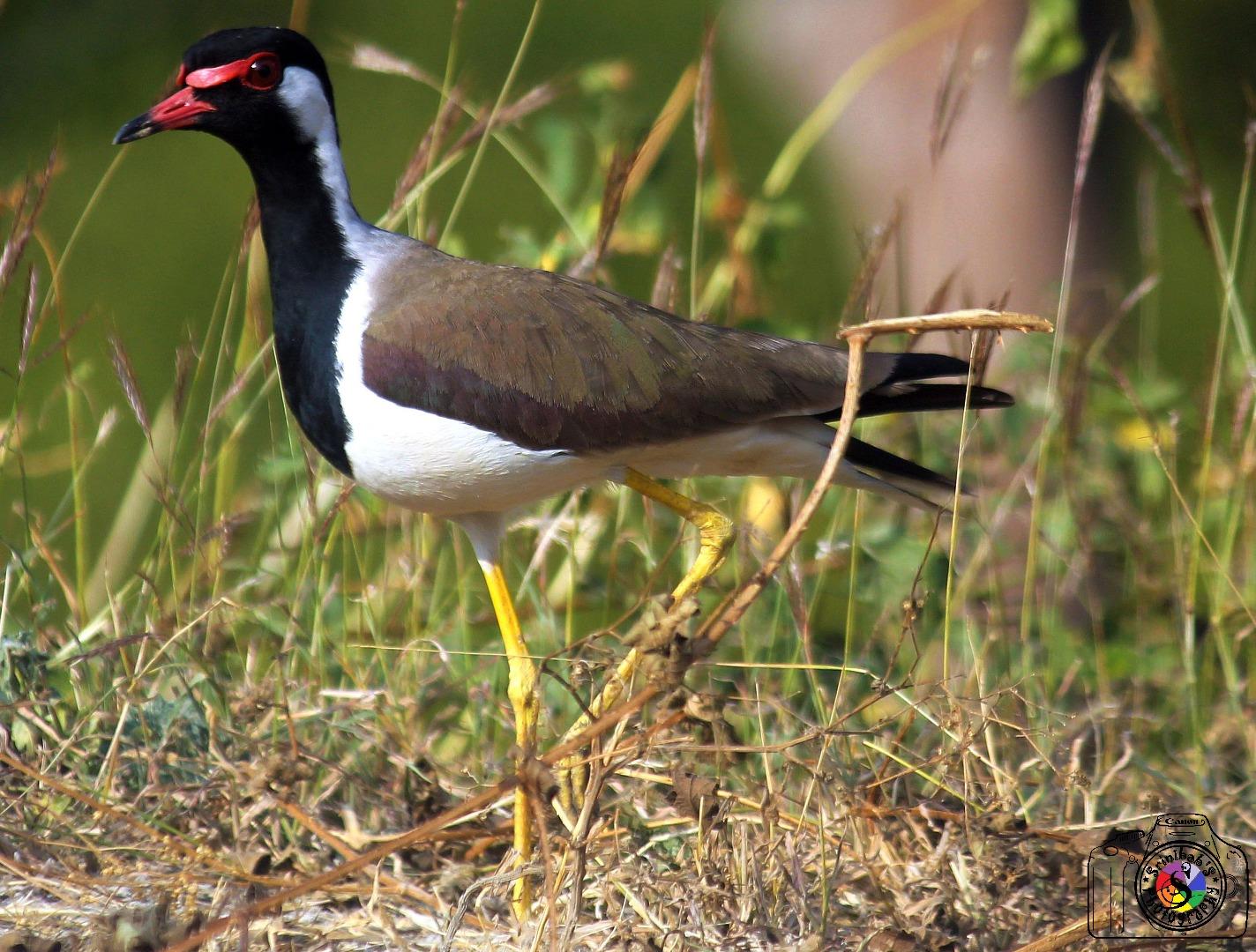 Red Cheeked Lapwing