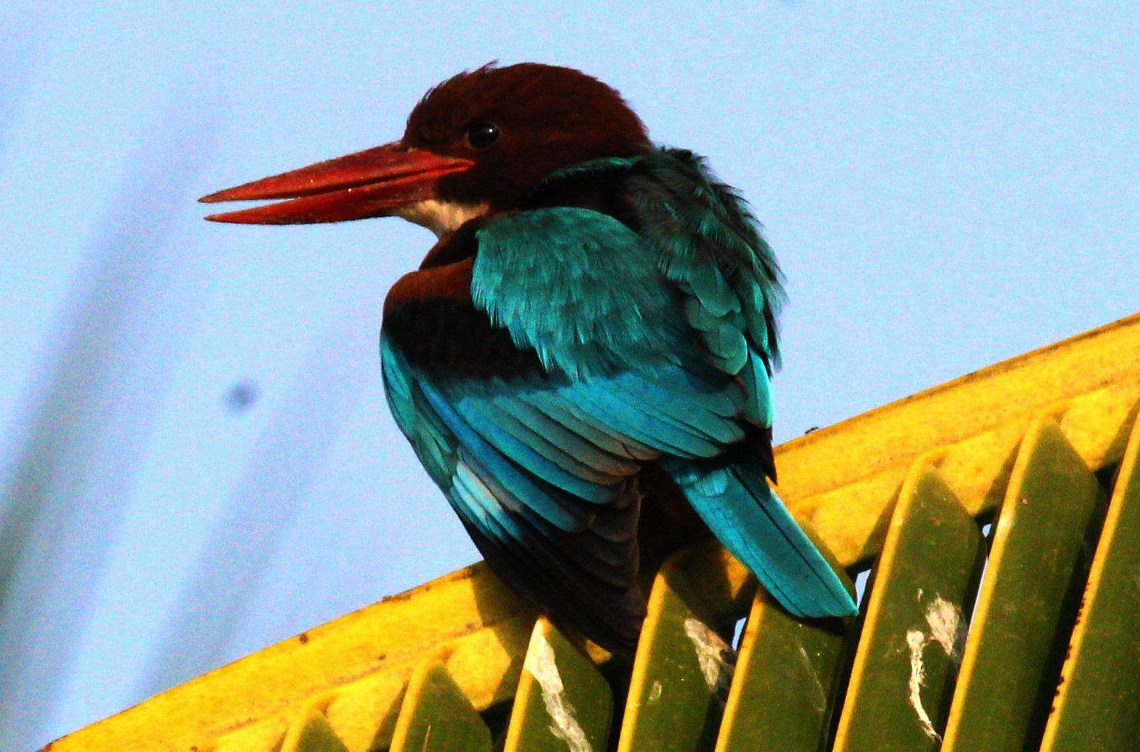 White Throated Kingfisher