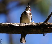 Red Whiskered Bulbul