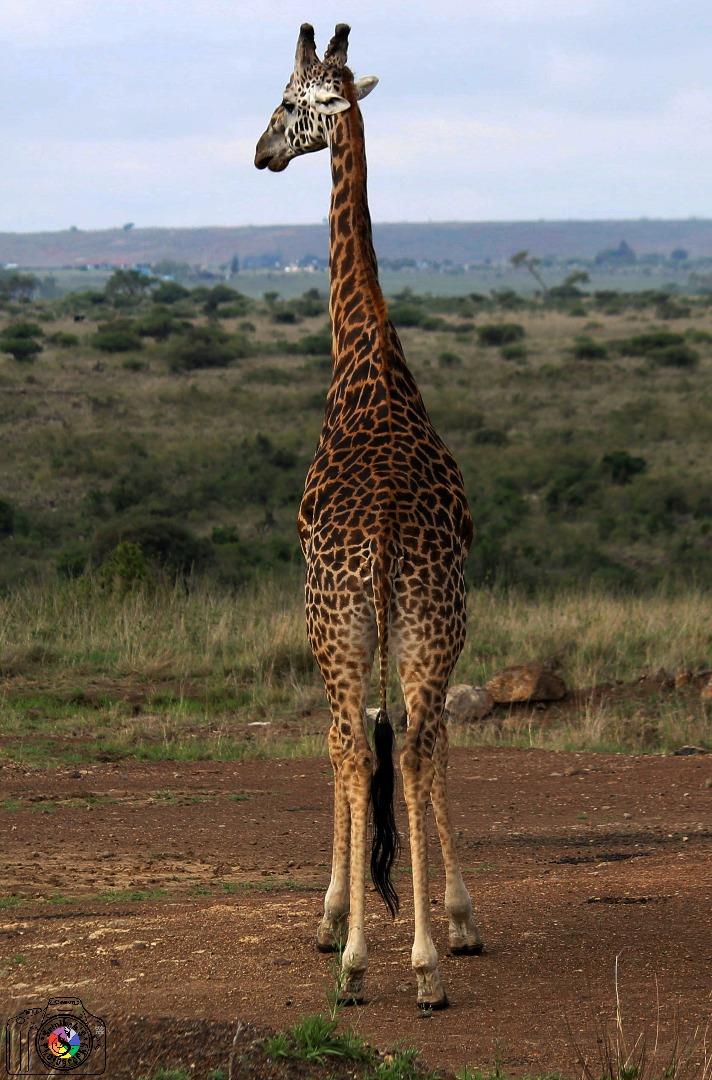 Giraffe