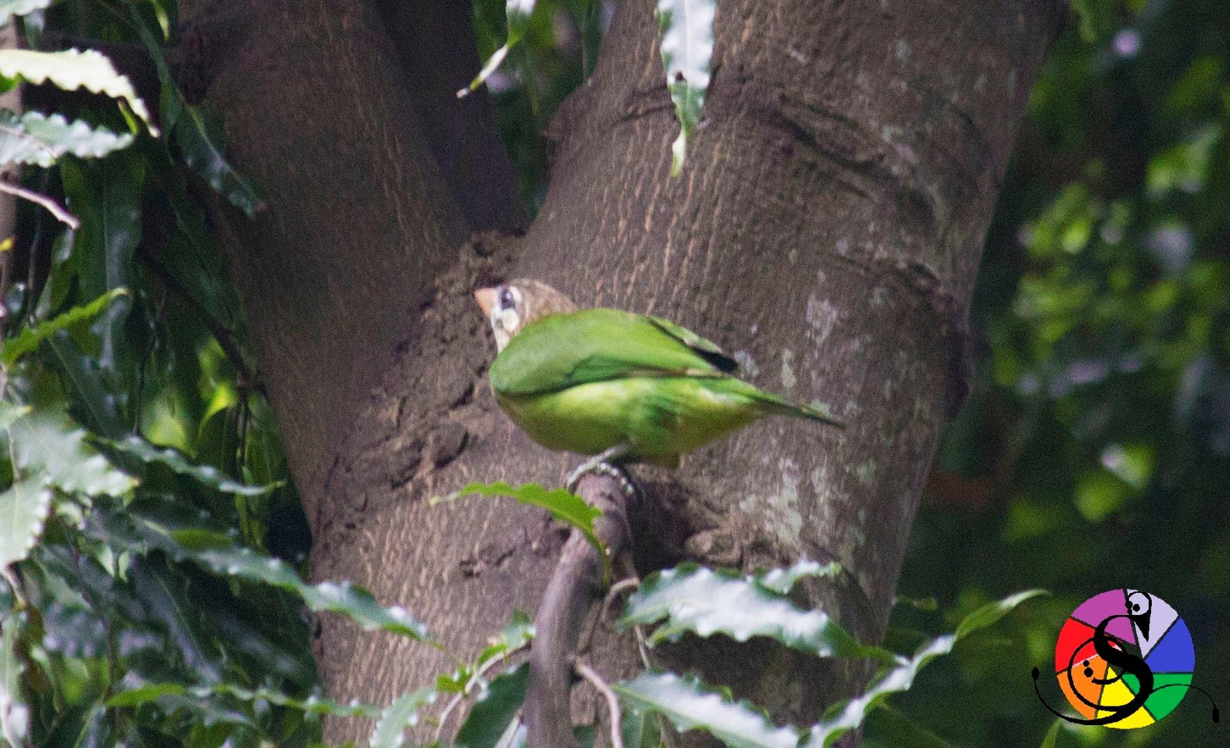 White Cheeked Barbet