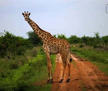 Giraffe