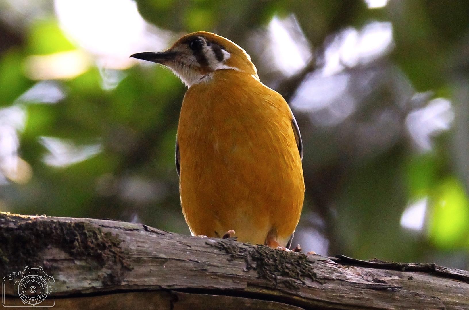 Orange Headed Thrush