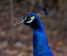 Peacock