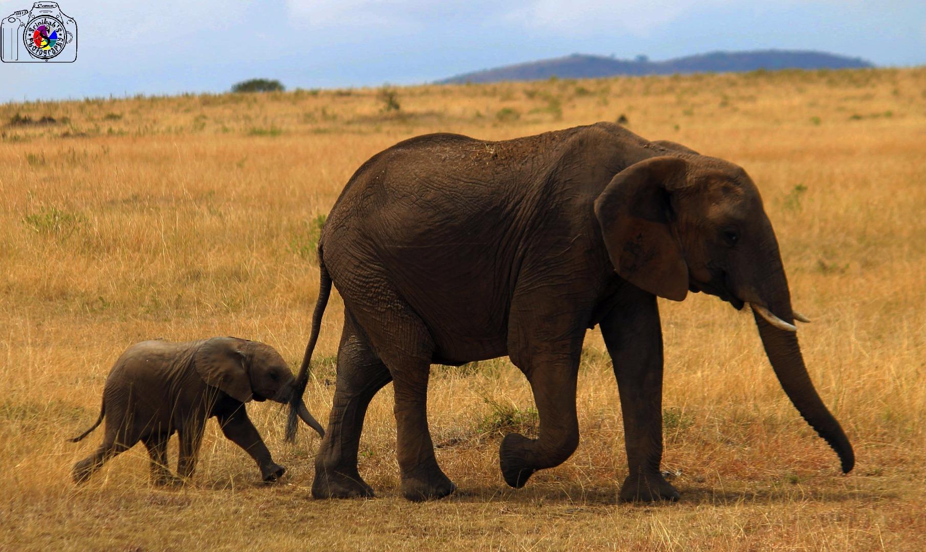 Elephants African
