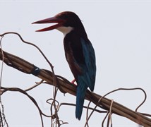 White Throated Kingfisher