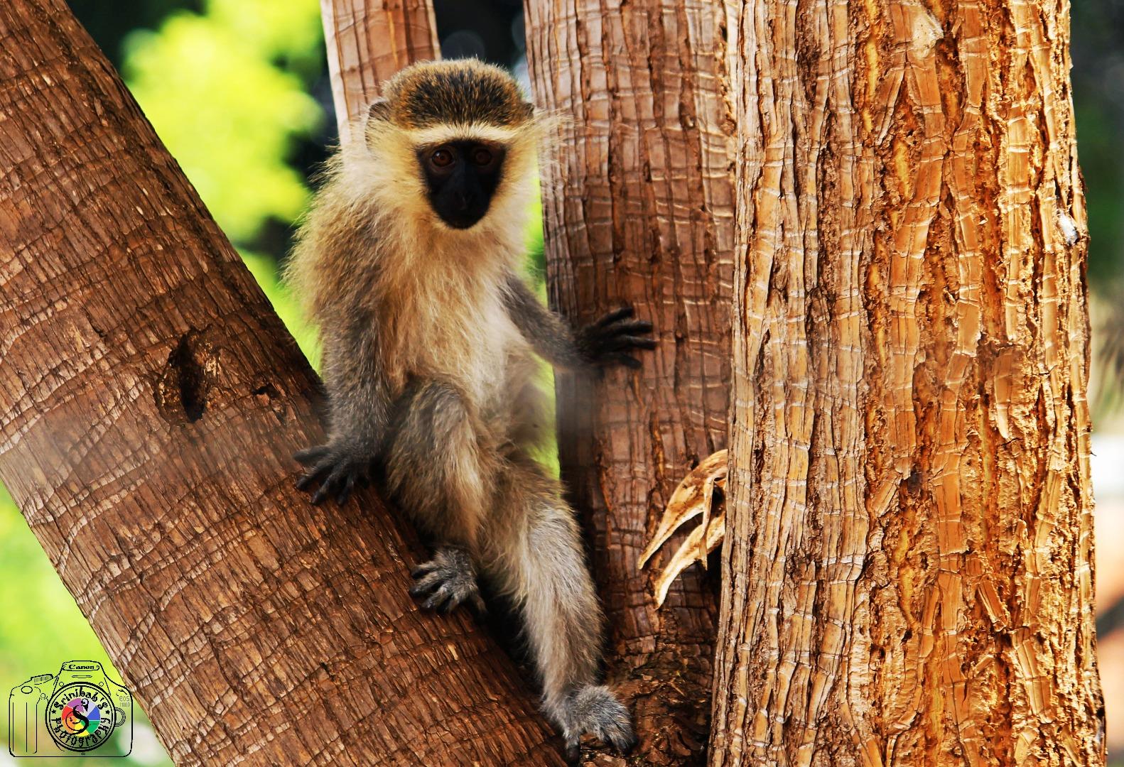 Vervet monkey Juvenile