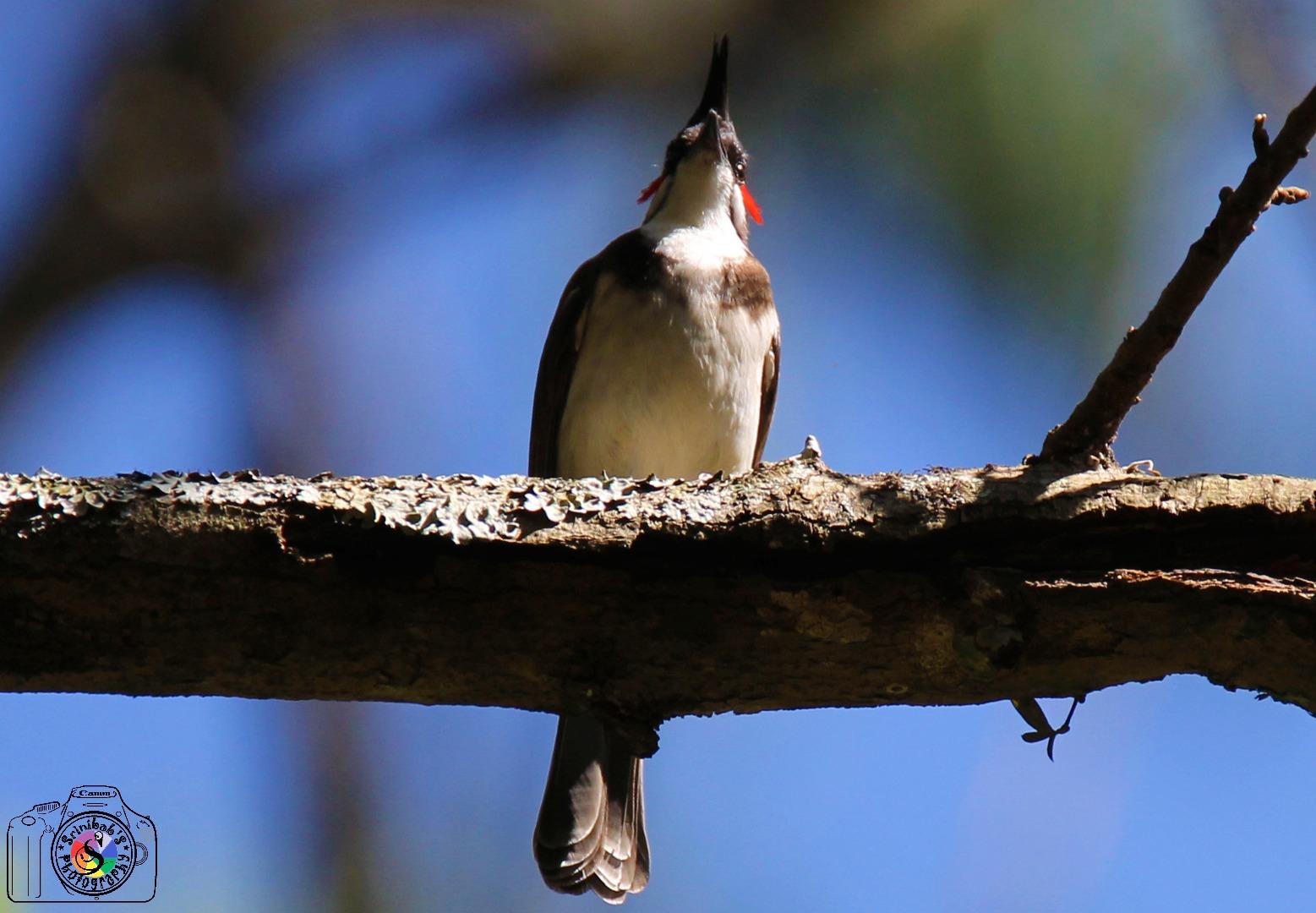 Red Whiskered Bulbul