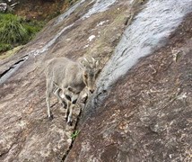 Nilgiri Tahr-->(Nilgiritragus 