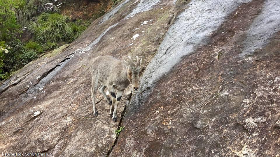 Nilgiri Tahr-->(Nilgiritragus 