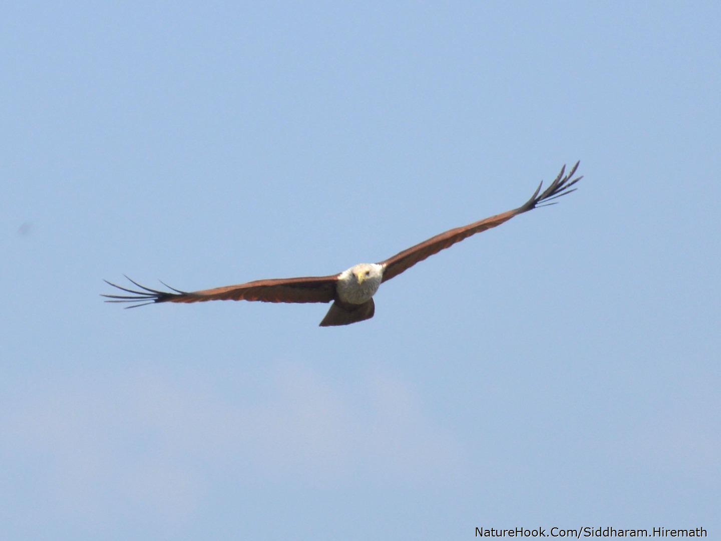 Brahminy Kite