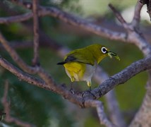 Oriental white-eye