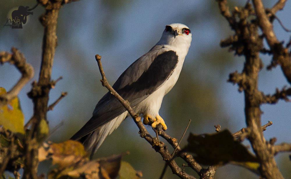 Black-shouldered kite