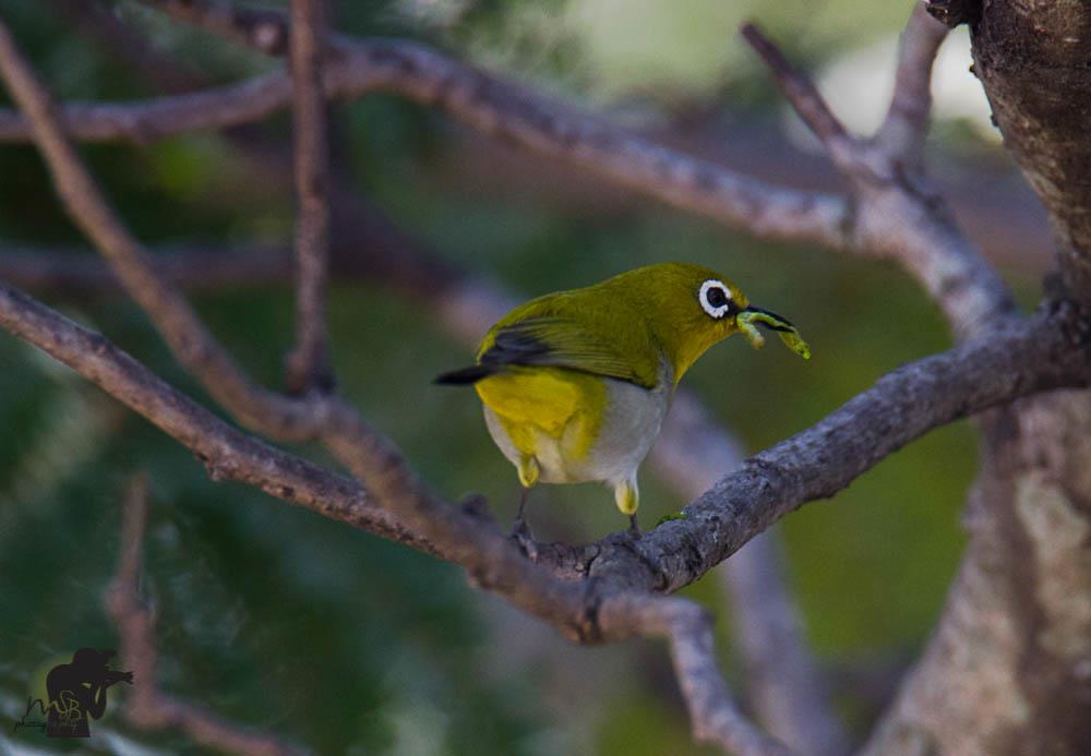 Oriental white-eye