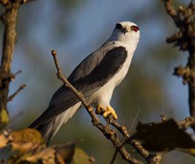 Black-shouldered kite