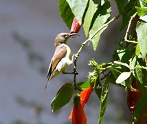 Sunbird Female