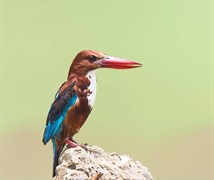 White-throated kingfisher (Hal