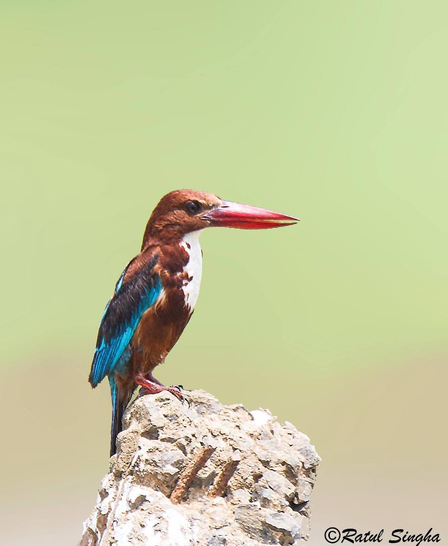 White-throated kingfisher (Hal