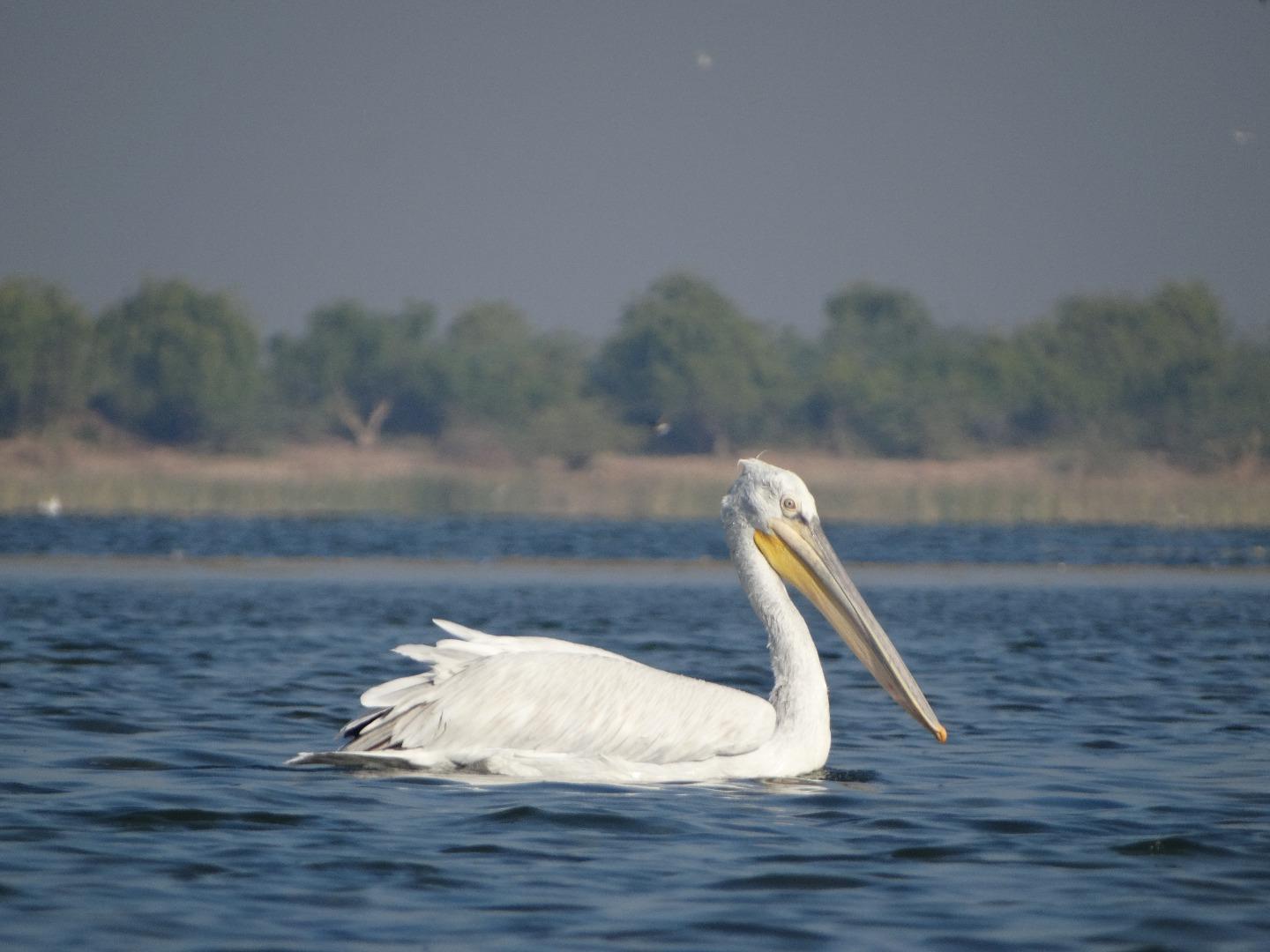 Pelican