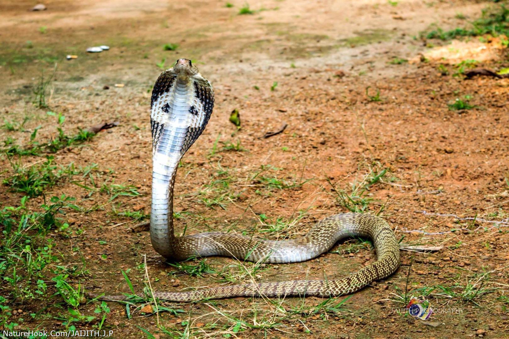 Indian Cobra