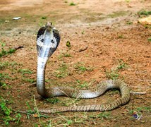 Indian Cobra