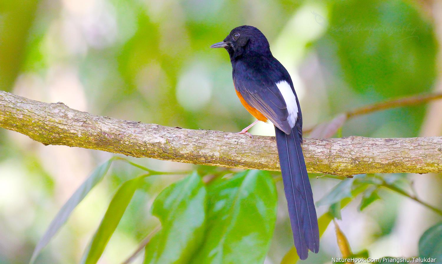 White-rumped shama