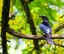 Hair-crested drongo