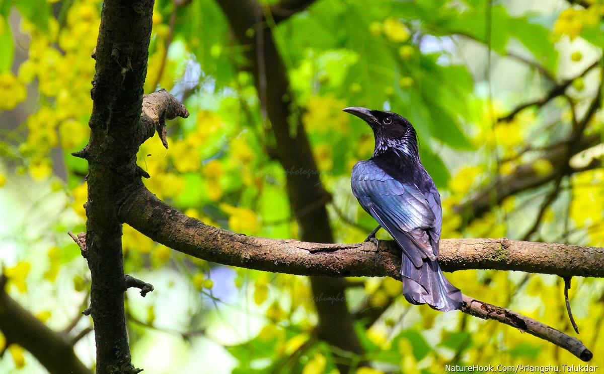 Hair-crested drongo