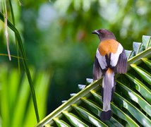 Rufous treepie