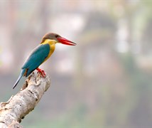 Stork-billed kingfisher