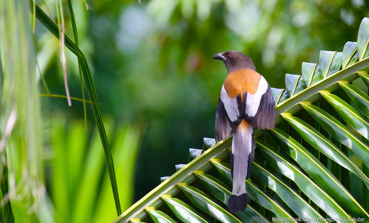 Rufous treepie