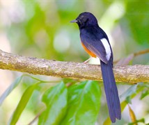 White-rumped shama