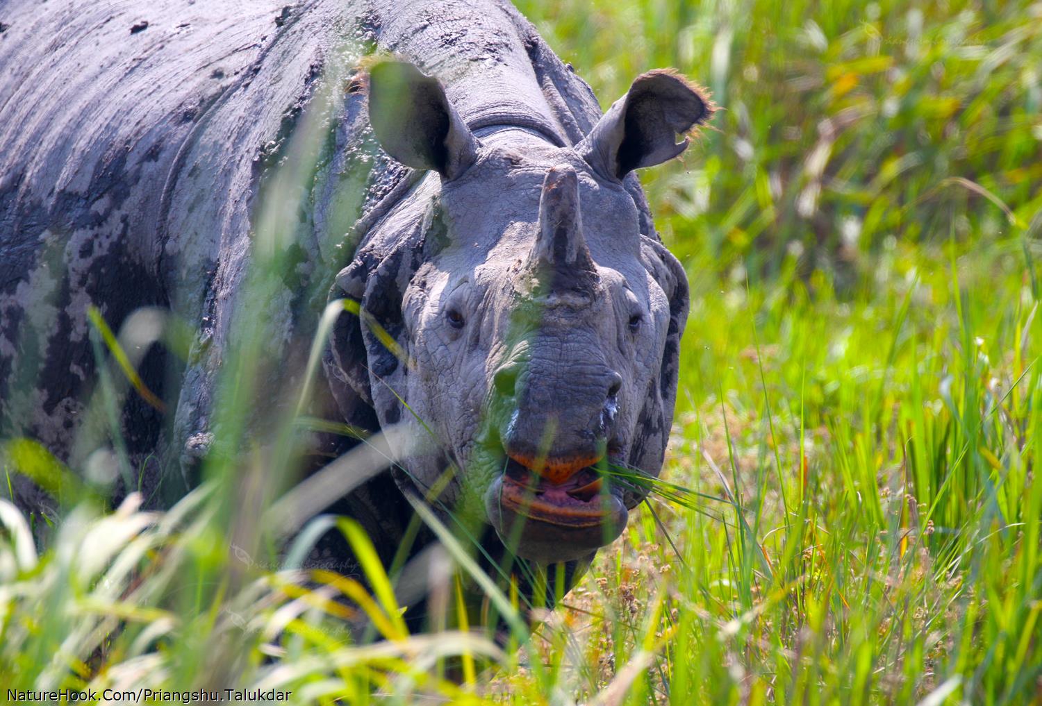 One horned rhinoceros