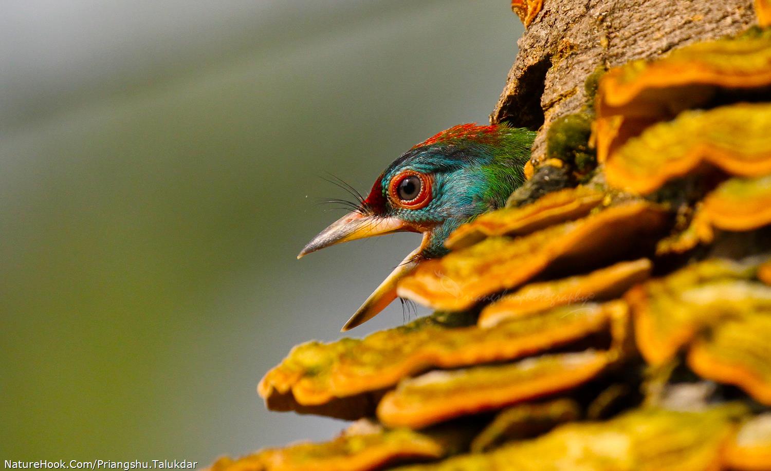  blue-throated barbet