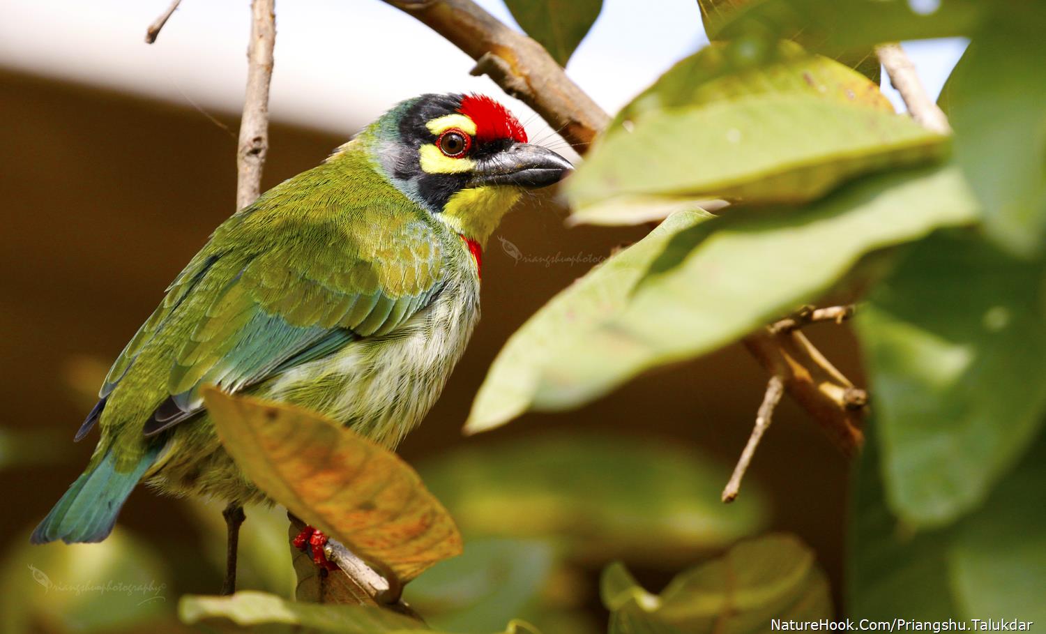 Coppersmith barbet