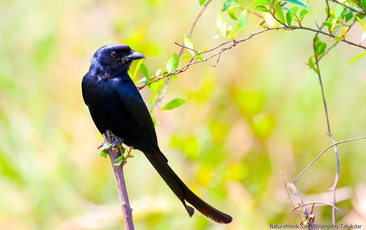 Crow-Billed Drongo