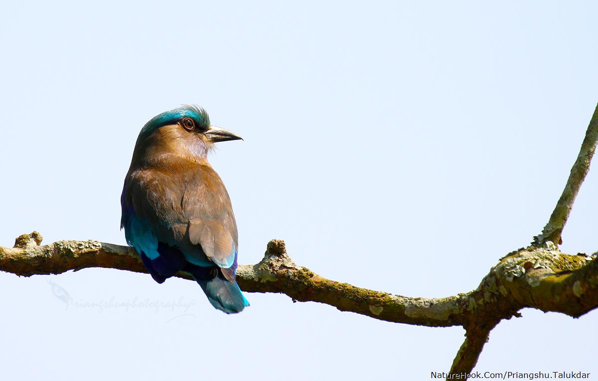 Indian roller