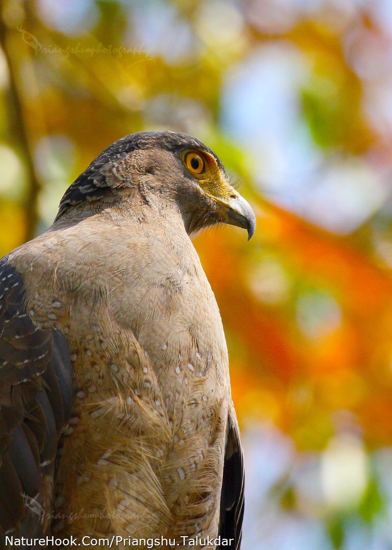 Crested serpent eagle