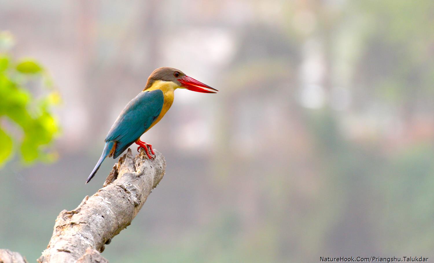 Stork-billed kingfisher