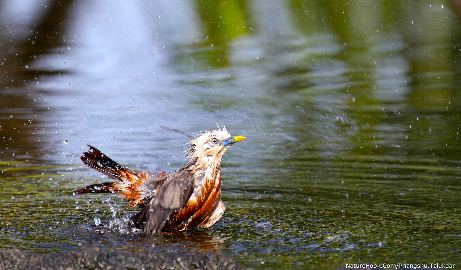 Chestnut-tailed starling