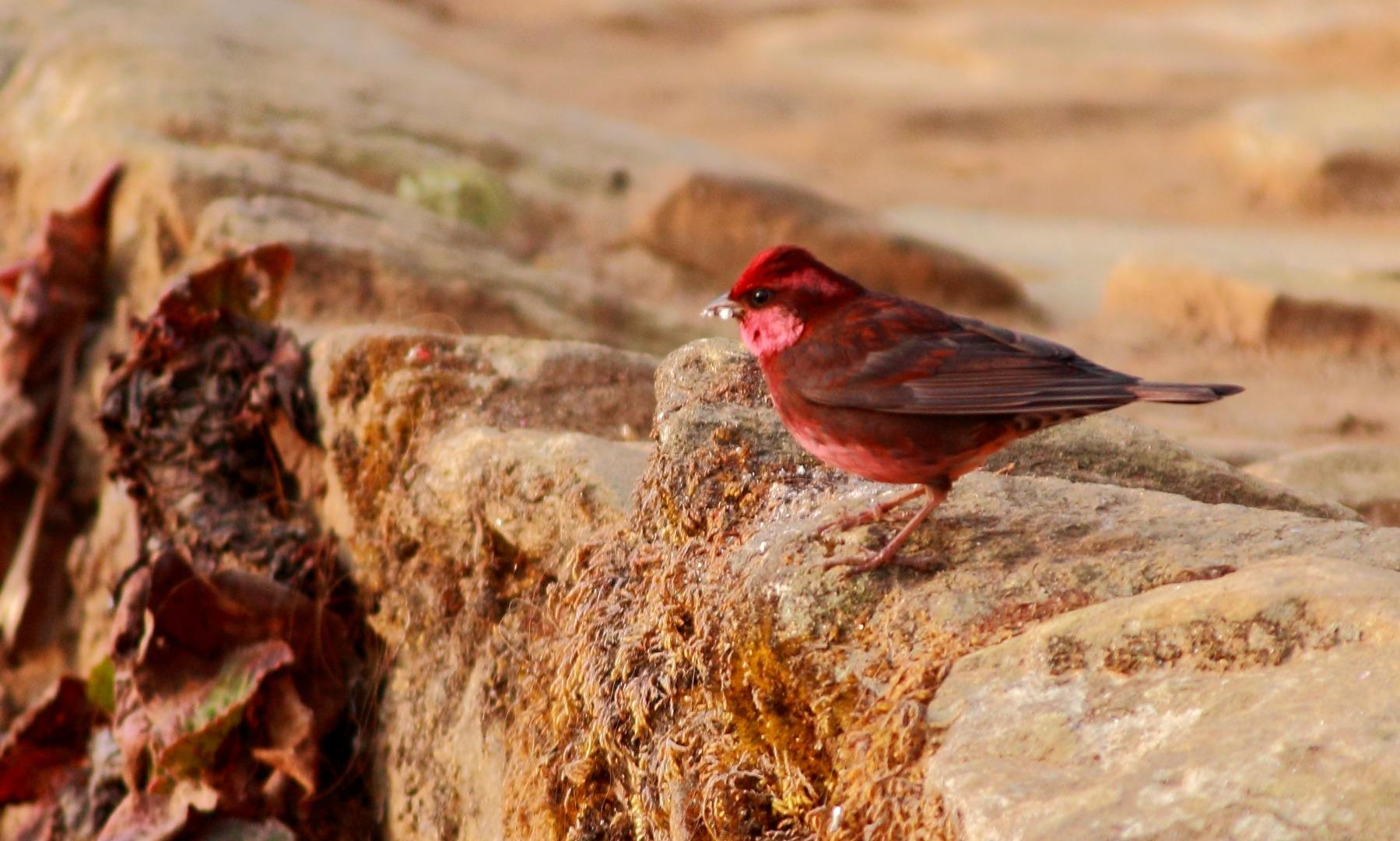 Dark-breasted Rosefinch